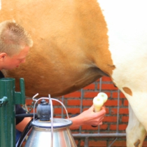 Stutenmilch Pulver oder Kapseln für Hunde und Katzen - Atopie - Hautbeschwerden - Juckreiz - Magen- und Darmbeschwerden - Blasenprobleme - Mehr Energie - Gesundes und glänzendes Fell - Hotspots - Allergie